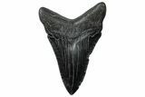 Serrated, Fossil Megalodon Tooth - South Carolina #299434-1